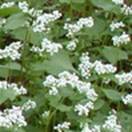 http://www.russischblauw.info/giftigeplanten/tuinplantenFagopyrum-esculentum_Boekweit.jpg
