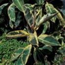 http://www.russischblauw.info/giftigeplanten/tuinplantenFicus-elastica_Rubberplant.jpg
