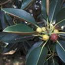 http://www.russischblauw.info/giftigeplanten/tuinplantenFicus-macrophylla_Vijgenboom.jpg