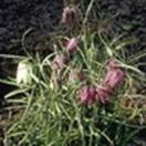 http://www.russischblauw.info/giftigeplanten/tuinplantenFritallaria-meleagris_Kievitsbloem.jpg