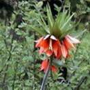 http://www.russischblauw.info/giftigeplanten/tuinplantenFritillaria-imperialis_Keizerskroon.jpg