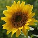 http://www.russischblauw.info/giftigeplanten/tuinplantenHelianthus-annuus_Zonnebloem.jpg