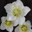 http://www.russischblauw.info/giftigeplanten/tuinplantenHelleborus-niger_Kerstroosje.jpg